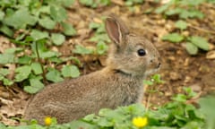 Green shoots : a young rabbit: Photograph: Petersrockypics