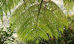 Cyathea moranii