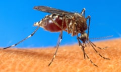 Malaria