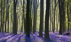 Sunlight streaming through the trees of a bluebell wood