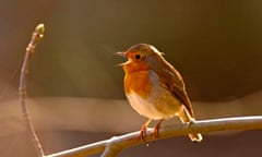 Robin on branch