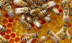 bees on honeycomb