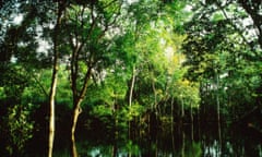 Trees in the Amazon Jungle, Brazil