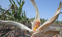 Drought damaged corn