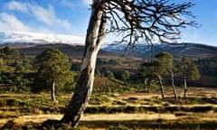 Glen Feshie Scottish Highlands