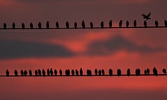 Flock of birds