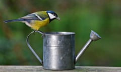 Watering can and great tit