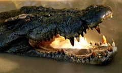 A crocodile