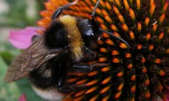 bee