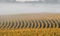 A corn field disappears under a shroud of mist at sunrise in rural Springfield, Nebraska