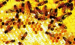 Bees on a honeycomb 