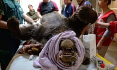 A Bear undergoes an operation in a Kosovo sanctuary