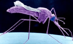 Anopheles mosquitoes spread malaria