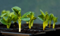 Broad bean seedlings in a greenhouse