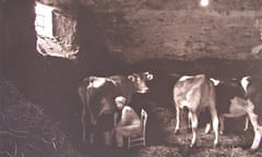 A woman milking a cow in Abruzzo, Italy.