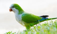 Monk Parakeet 