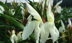 Roscoea x beesiana