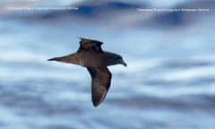 Adult female Mascarene petrel, (Pseudobulweria aterrima), with large egg bump. This species is critically endangered.
