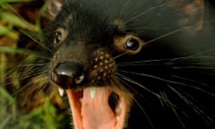 A Tasmanian devil