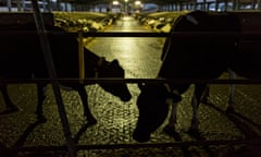 Cows silhouetted in a shed at a farm  in somerset