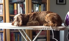 Jessie sleeping on the ironing board