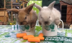 Bunnies Macmillan coffee morning