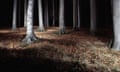 trees lit up in forest