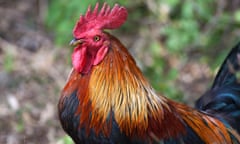 red junglefowl