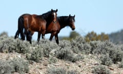 wild horses