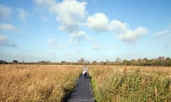 A woman walking on the boardwalk, Wicken Fen, fens, Cambridgeshire 
