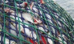 fish caught in net