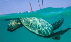 Hawaii, Kiholo Bay