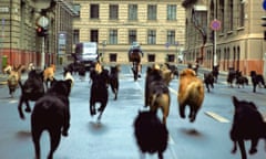 Zsófia Psotta being chased by some of the dogs used in the exhilarating and allegorical White God.