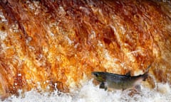Salmon swim upstream in the River Swale, North Yorkshire