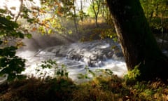 Welsh woodland