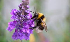 Bumblebee collecting nectar. Image shot 2005. Exact date unknown.