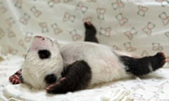 Giant panda Yuan Yuan seen with its baby Yuan Zai at Taipei Zoo