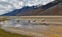 Wild horses at Pangong Lake in Ladakh, India