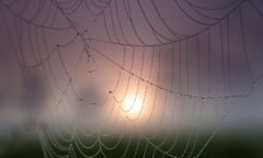 spider web in mist