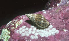 Murex shell