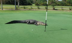 florida american alligator golf course