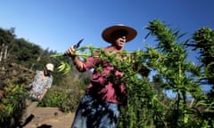 Mike Corral cuts branches from a marijuana plant as he prepares a harvest in Davenport, California. Marijuana farming can be challenging to regulate, due to its tenuous legal status.