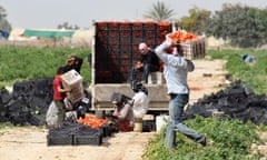 Syrian workers living in Jordan work on a tomato farm in Shouneh March 7, 2014. The Middle East's driest winter in several decades could pose a threat to global food prices, with local crops depleted and farmers' livelihoods blighted, U.N. experts and climatologists say. Varying degrees of drought are hitting almost two thirds of the limited arable land across Syria, Lebanon, Jordan, the Palestinian territories and Iraq.