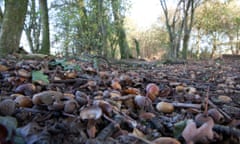 Acorn crops are being affected by warmer years brought about by climate change, the Woodland Trust found.