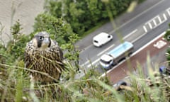 A juvenile peregrine falcon perched on a cliff above a busy main road and river in Bristol.