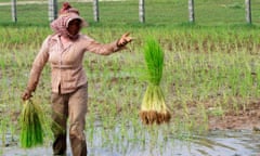 Cambodia farmer