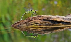 southern hawker dragonfly