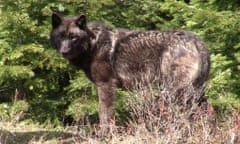 Isle Royale is down to three wolves in its once-plentiful population, but should humans introduce breeding stock – or let nature take its course?