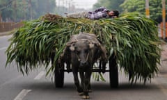 India farmer