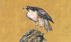 Peregrine falcon